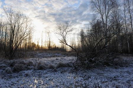 Meadow grass covered with frost due to the sharp cooling and high humidity in the early frosty morning.の写真素材
