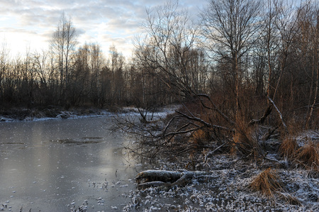 Meadow grass covered with frost due to the sharp cooling and high humidity in the early frosty morning.の写真素材