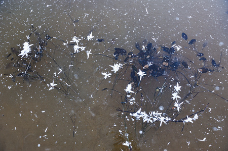 Thin transparent ice on the surface of the reservoir with dried grass and air bubbles under it.の写真素材