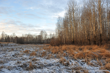 Meadow grass covered with frost due to the sharp cooling and high humidity in the early frosty morning.の写真素材