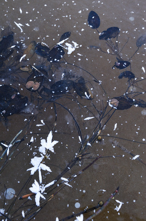 Thin transparent ice on the surface of the reservoir with dried grass and air bubbles under it.の写真素材