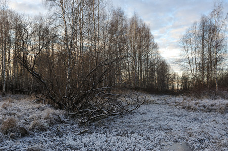 Meadow grass covered with frost due to the sharp cooling and high humidity in the early frosty morning.の写真素材