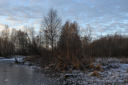 Meadow grass covered with frost due to the sharp cooling and high humidity in the early frosty morning.の写真素材