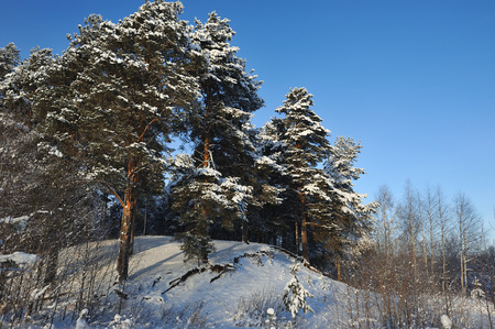 Beginning of winter. Covered with snow caps trees in one of the frosty days.の写真素材