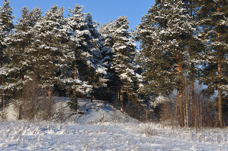 Beginning of winter. Covered with snow caps trees in one of the frosty days.の写真素材