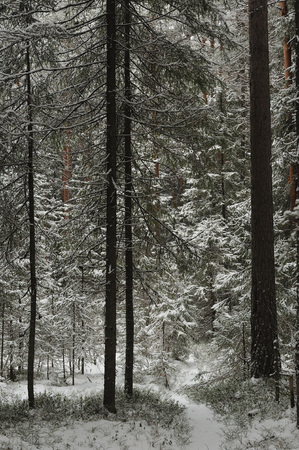 Late autumn in the forest after the snowfallの写真素材