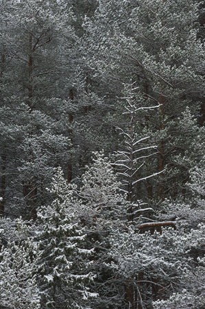 Late autumn in the forest after the snowfallの写真素材
