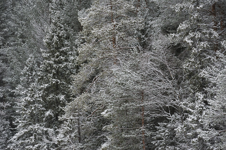 Late autumn in the forest after the snowfallの写真素材