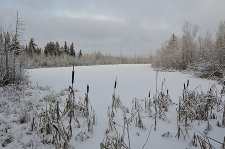 Landscape. The lake is surrounded by swampy soil after the snowfall.の写真素材