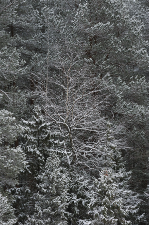 Late autumn in the forest after the snowfallの写真素材