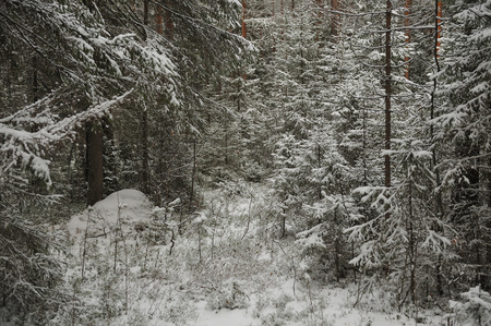 Late autumn in the forest after the snowfallの写真素材