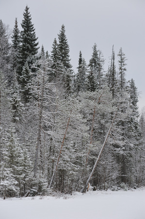 Late autumn in the forest after the snowfallの写真素材