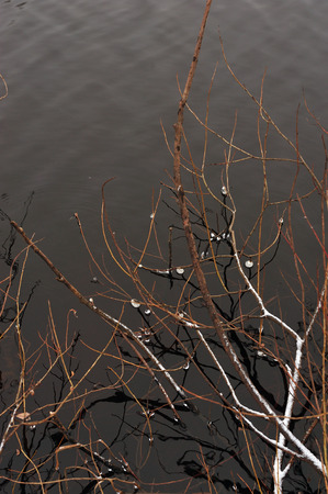 Freezings on the river in late November.の写真素材