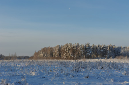 Beginning of winter. Covered with snow caps trees in one of the frosty days.の写真素材