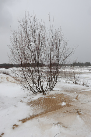 Desert landscape on the banks of the Vychegda river in late November.の写真素材