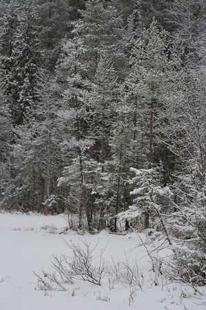 Late autumn in the forest after the snowfallの写真素材