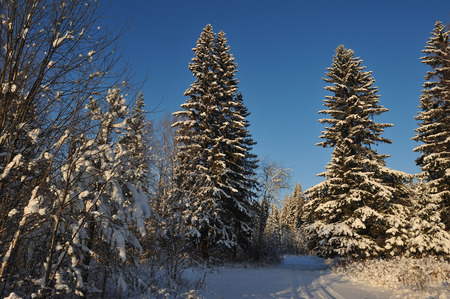Beginning of winter. Covered with snow caps trees in one of the frosty days.の写真素材