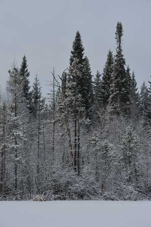 Landscape. The lake is surrounded by swampy soil after the snowfall.の写真素材