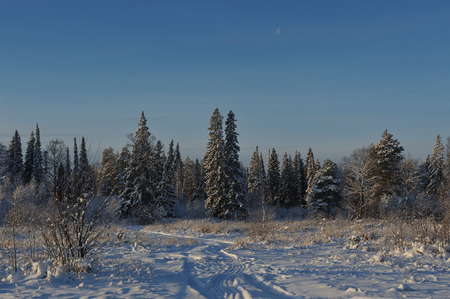 Beginning of winter. Covered with snow caps trees in one of the frosty days.の写真素材