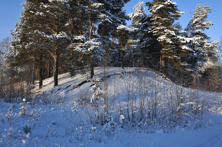 Beginning of winter. Covered with snow caps trees in one of the frosty days.の写真素材