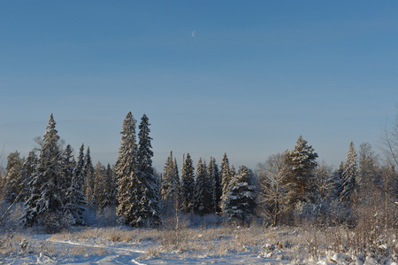 Beginning of winter. Covered with snow caps trees in one of the frosty days.の写真素材