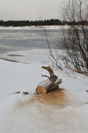 Desert landscape on the banks of the Vychegda river in late November.の写真素材