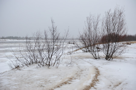 Desert landscape on the banks of the Vychegda river in late November.の写真素材