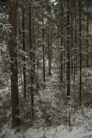 Late autumn in the forest after the snowfallの写真素材