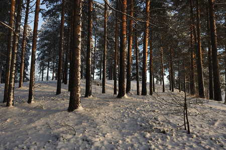 Beginning of winter. Covered with snow caps trees in one of the frosty days.の写真素材