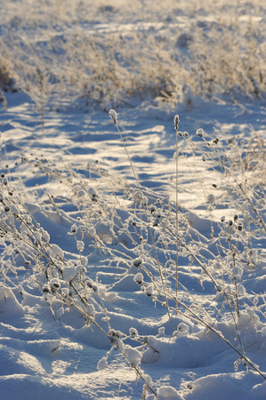 Beginning of winter in the fields near the river in one of the frosty days.の写真素材
