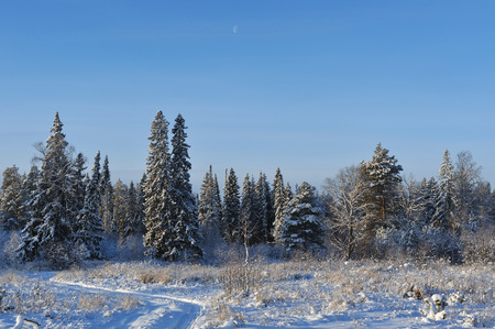 Beginning of winter. Covered with snow caps trees in one of the frosty days.の写真素材