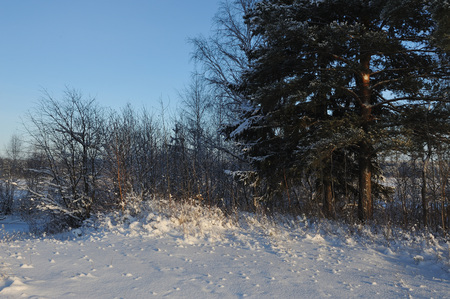 Beginning of winter. Covered with snow caps trees in one of the frosty days.の写真素材