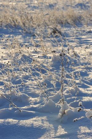Beginning of winter in the fields near the river in one of the frosty days.の写真素材