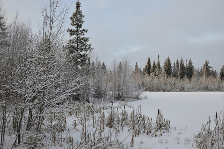 Landscape. The lake is surrounded by swampy soil after the snowfall.の写真素材