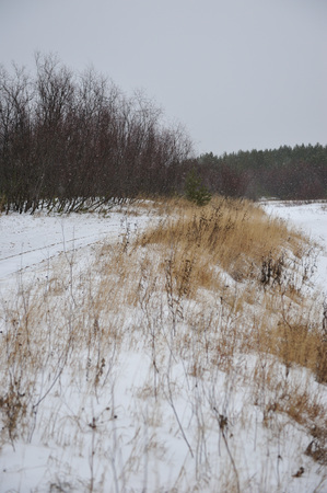 Desert landscape on the banks of the Vychegda river in late November.の写真素材