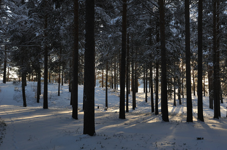 Beginning of winter. Covered with snow caps trees in one of the frosty days.の写真素材