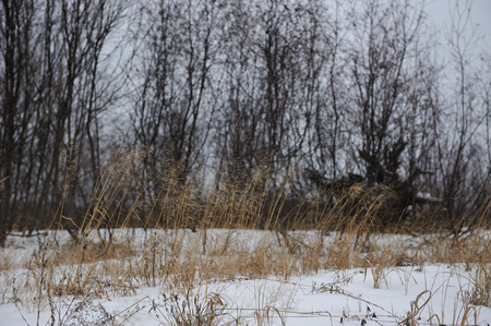 Desert landscape on the banks of the Vychegda river in late November.の写真素材