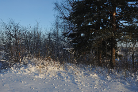 Beginning of winter. Covered with snow caps trees in one of the frosty days.の写真素材