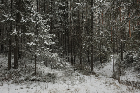 Late autumn in the forest after the snowfallの写真素材