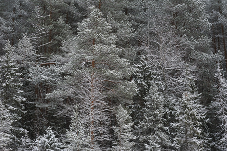 Late autumn in the forest after the snowfallの写真素材