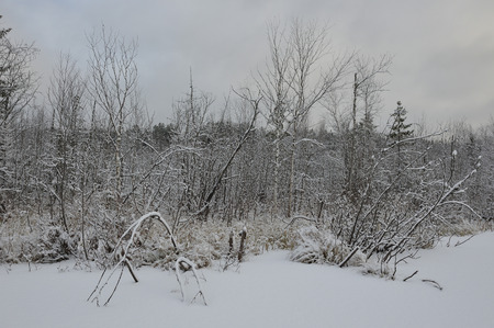 Landscape. The lake is surrounded by swampy soil after the snowfall.の写真素材