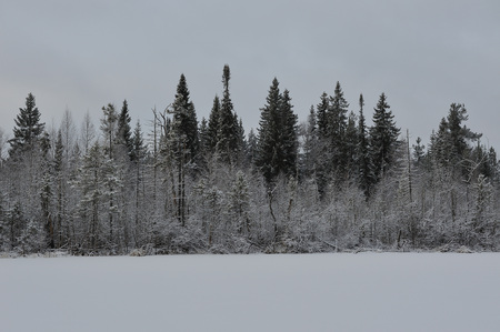 Landscape. The lake is surrounded by swampy soil after the snowfall.の写真素材