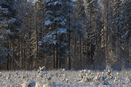 Beginning of winter. Covered with snow caps trees in one of the frosty days.の写真素材