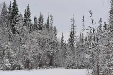 Late autumn in the forest after the snowfallの写真素材