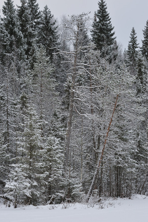 Late autumn in the forest after the snowfallの写真素材