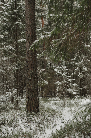 Late autumn in the forest after the snowfallの写真素材