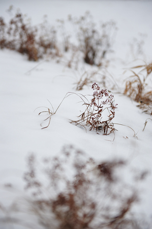 Late autumn in the fields near the river.の写真素材