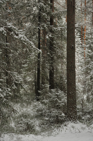 Late autumn in the forest after the snowfallの写真素材