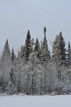 Landscape. The lake is surrounded by swampy soil after the snowfall.の写真素材
