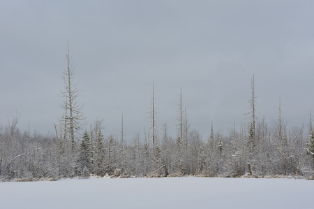 Landscape. The lake is surrounded by swampy soil after the snowfall.の写真素材